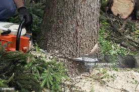 Best Fruit Tree Pruning  in Stallings, NC