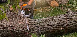 Best Tree Health Inspection  in Stallings, NC