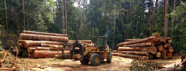 How Our Tree Care Process Works  in  Stallings, NC