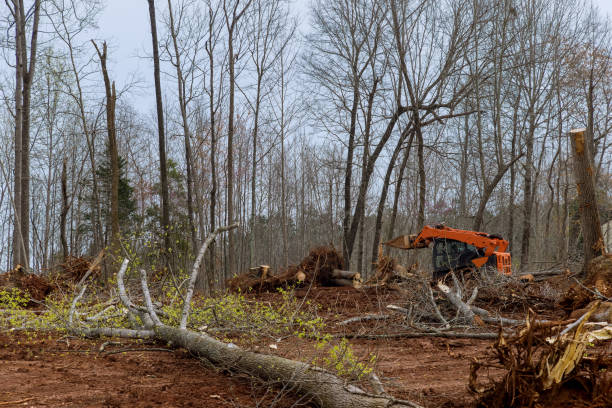 Best Arborist Consultation Services  in Stallings, NC