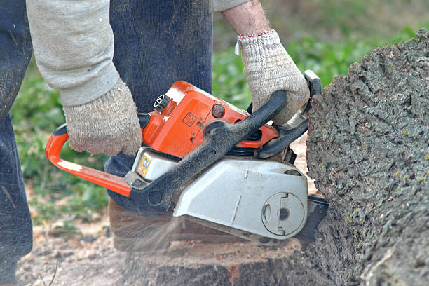 Best Hedge Trimming  in Stallings, NC