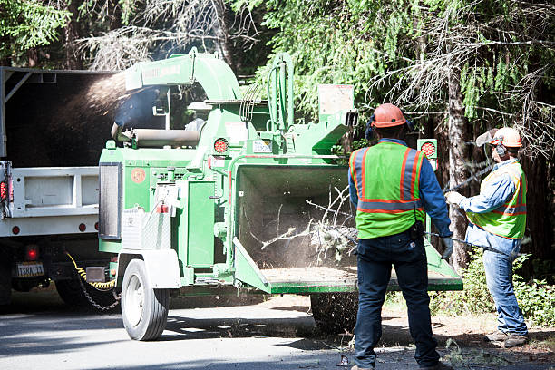 Best Tree Removal  in Stallings, NC