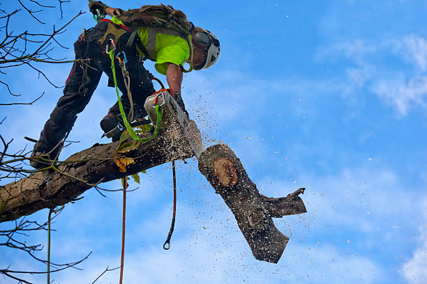 Mulching Services in Stallings, NC